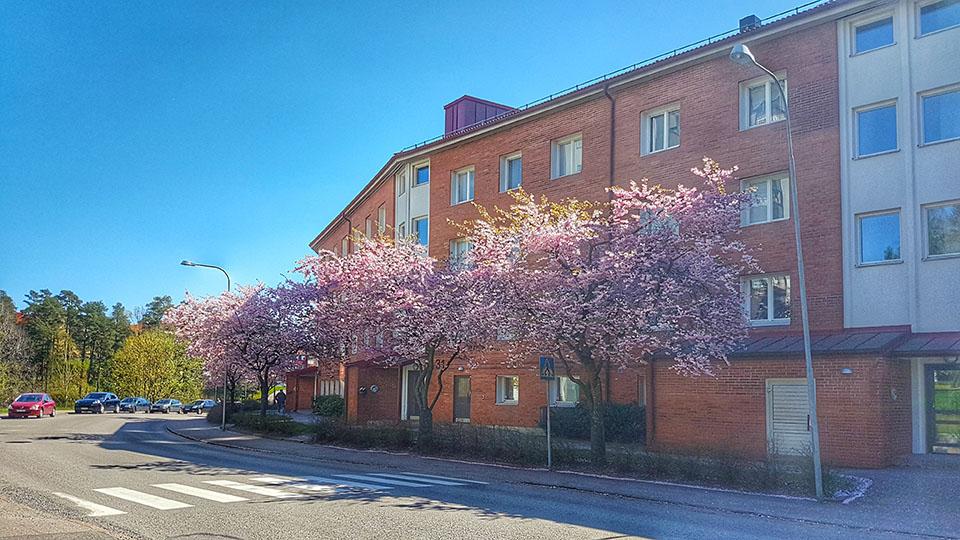 Körsbärsträd vid Långholmen 